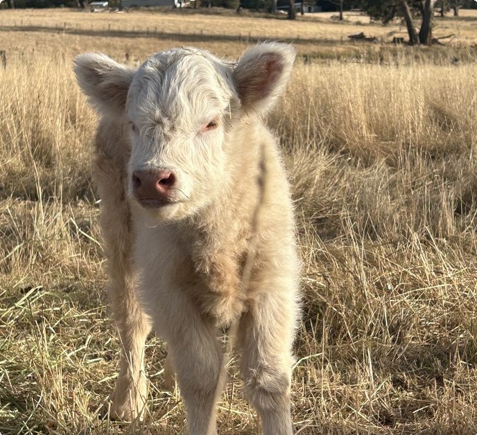 Winnie, a young white Highland calf, standing in golden grass