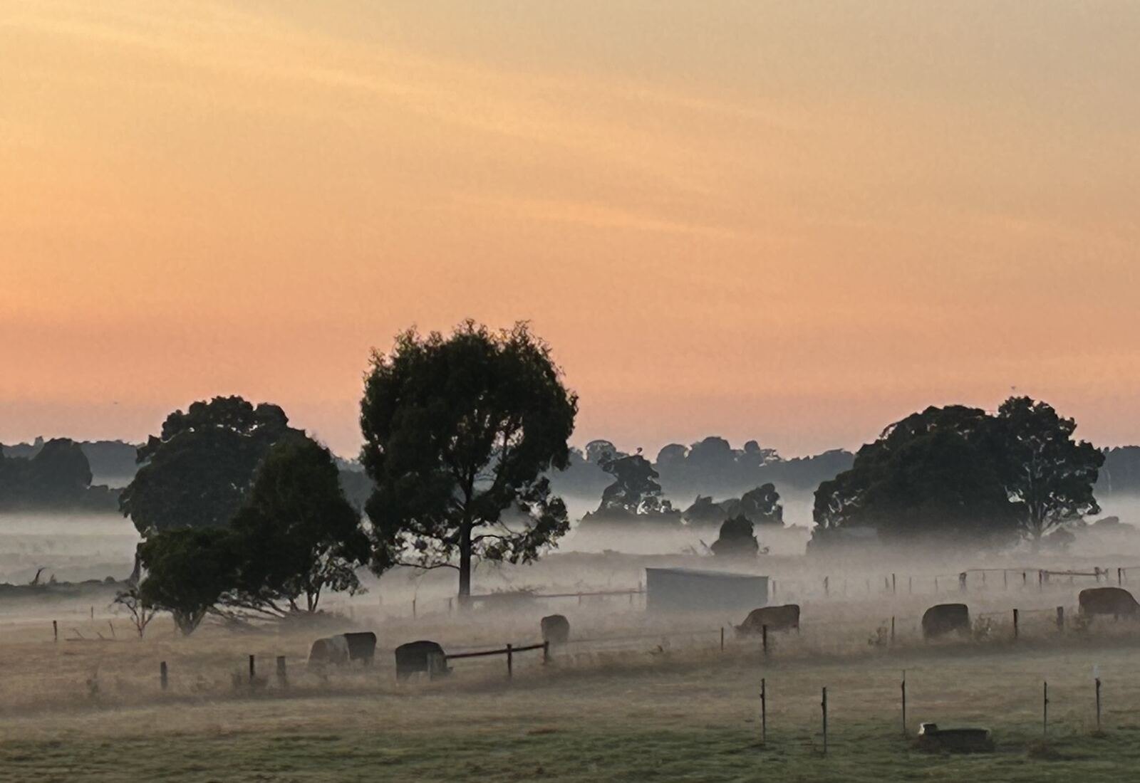 Misty dawn over farmland in the Macedon Ranges